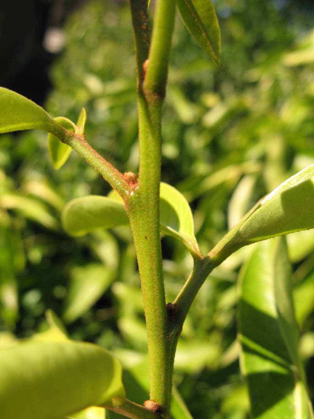              First year twig (Winter Haven, FL)       